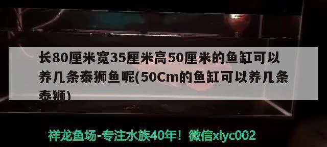 長(zhǎng)80厘米寬35厘米高50厘米的魚缸可以養(yǎng)幾條泰獅魚呢(50Cm的魚缸可以養(yǎng)幾條泰獅)