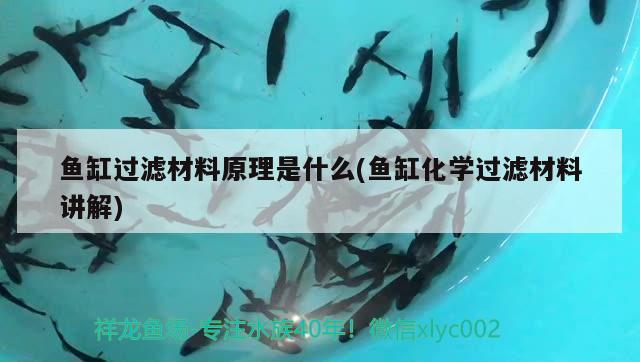 魚缸過濾材料原理是什么(魚缸化學(xué)過濾材料講解) 短身紅龍魚