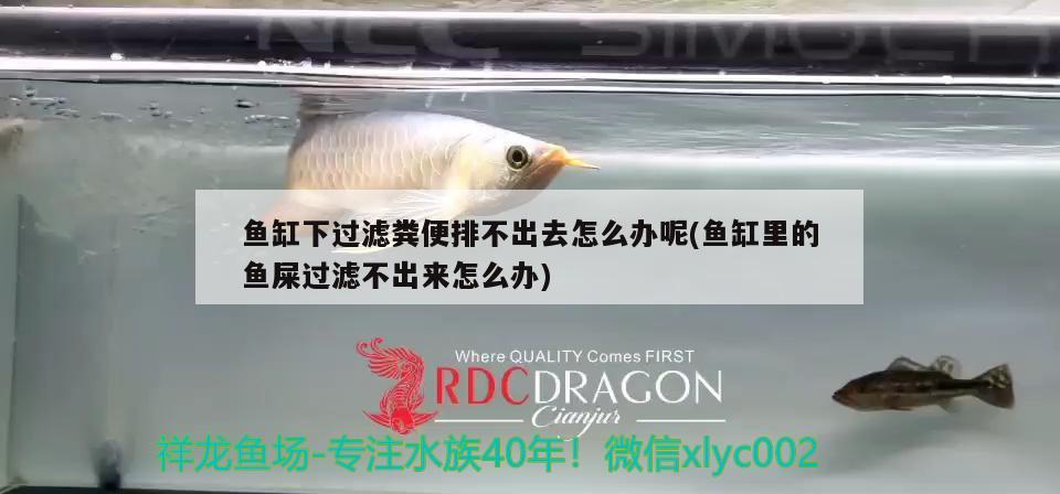 魚(yú)缸下過(guò)濾糞便排不出去怎么辦呢(魚(yú)缸里的魚(yú)屎過(guò)濾不出來(lái)怎么辦) 福魟魟魚(yú)