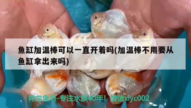 魚缸加溫棒可以一直開著嗎(加溫棒不用要從魚缸拿出來嗎)