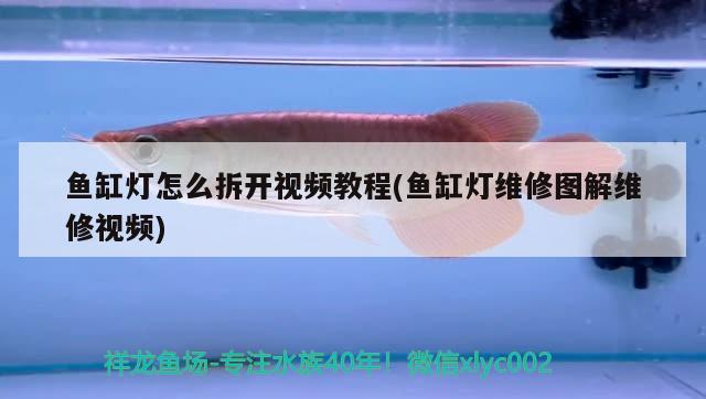 魚(yú)缸燈怎么拆開(kāi)視頻教程(魚(yú)缸燈維修圖解維修視頻) 麥肯斯銀版魚(yú)