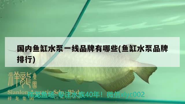 國內魚缸水泵一線品牌有哪些(魚缸水泵品牌排行)