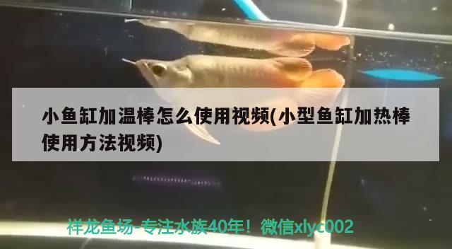 小魚缸加溫棒怎么使用視頻(小型魚缸加熱棒使用方法視頻) 巨骨舌魚