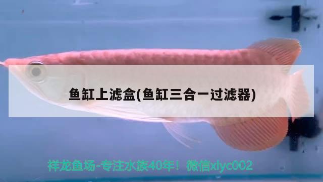 魚缸上濾盒(魚缸三合一過濾器) 恐龍王魚