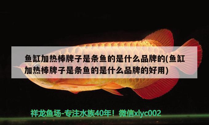 魚(yú)缸加熱棒牌子是條魚(yú)的是什么品牌的(魚(yú)缸加熱棒牌子是條魚(yú)的是什么品牌的好用) 南美異形觀賞魚(yú)