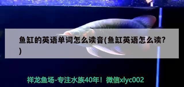 魚(yú)缸的英語(yǔ)單詞怎么讀音(魚(yú)缸英語(yǔ)怎么讀?)