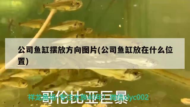 公司魚缸擺放方向圖片(公司魚缸放在什么位置) 虎斑恐龍魚