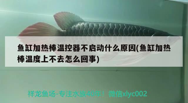 魚(yú)缸加熱棒溫控器不啟動(dòng)什么原因(魚(yú)缸加熱棒溫度上不去怎么回事) 鐵甲武士