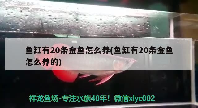 魚缸有20條金魚怎么養(yǎng)(魚缸有20條金魚怎么養(yǎng)的) 金頭過背金龍魚