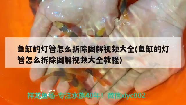 魚缸的燈管怎么拆除圖解視頻大全(魚缸的燈管怎么拆除圖解視頻大全教程)