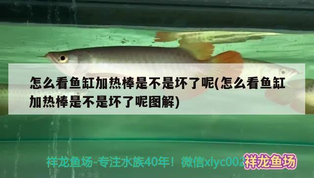 怎么看魚缸加熱棒是不是壞了呢(怎么看魚缸加熱棒是不是壞了呢圖解) 其它水族用具設(shè)備