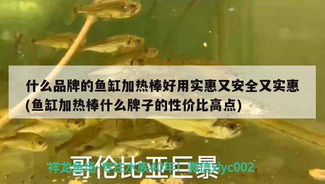 什么品牌的魚缸加熱棒好用實惠又安全又實惠(魚缸加熱棒什么牌子的性價比高點)