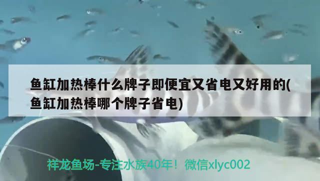 魚缸加熱棒什么牌子即便宜又省電又好用的(魚缸加熱棒哪個(gè)牌子省電) 撒旦鴨嘴魚