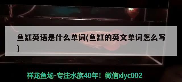 魚缸英語是什么單詞(魚缸的英文單詞怎么寫)