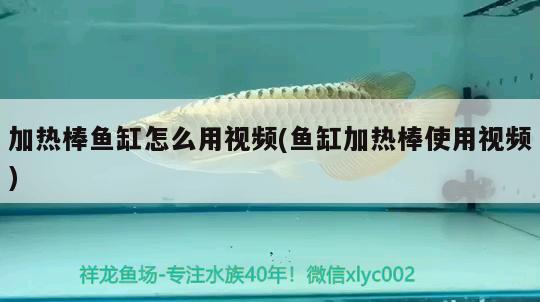 加熱棒魚缸怎么用視頻(魚缸加熱棒使用視頻) 過背金龍魚