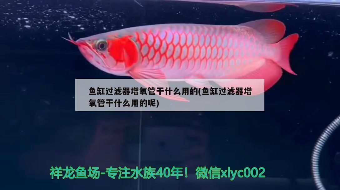 魚缸過(guò)濾器增氧管干什么用的(魚缸過(guò)濾器增氧管干什么用的呢) 觀賞蝦蟹等飼料