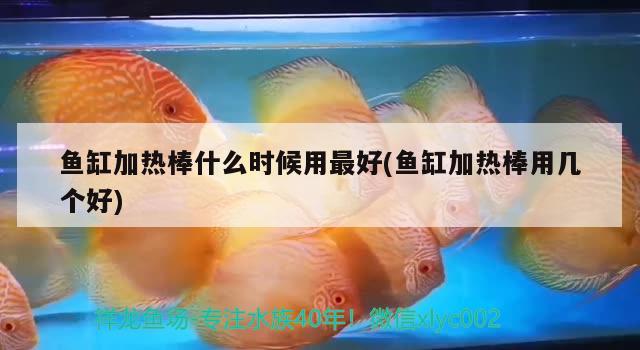 魚缸加熱棒什么時(shí)候用最好(魚缸加熱棒用幾個(gè)好) 養(yǎng)魚知識(shí)