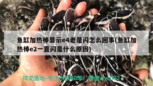 魚缸加熱棒顯示e4老是閃怎么回事(魚缸加熱棒e2一直閃是什么原因) 虎魚百科