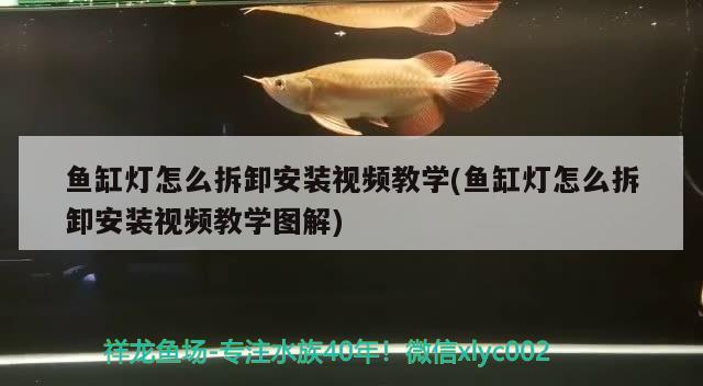 魚缸燈怎么拆卸安裝視頻教學(xué)(魚缸燈怎么拆卸安裝視頻教學(xué)圖解)