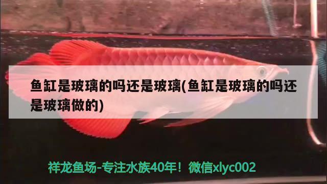 魚缸是玻璃的嗎還是玻璃(魚缸是玻璃的嗎還是玻璃做的) 杰西卡恐龍魚