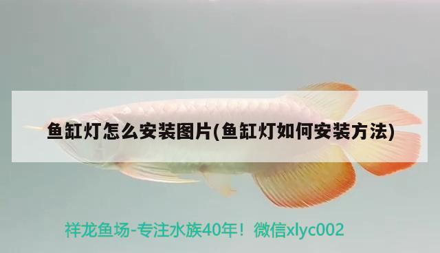 魚(yú)缸燈怎么安裝圖片(魚(yú)缸燈如何安裝方法)