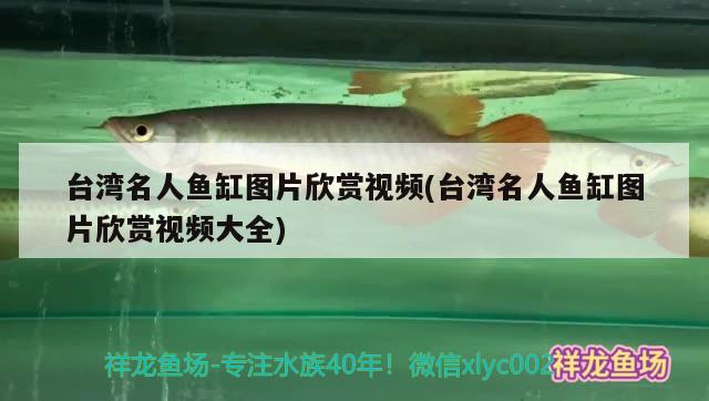 臺灣名人魚缸圖片欣賞視頻(臺灣名人魚缸圖片欣賞視頻大全)