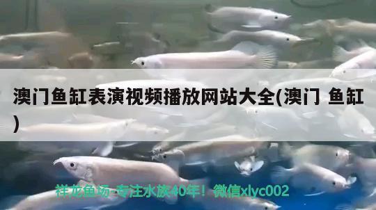 澳門魚缸表演視頻播放網(wǎng)站大全(澳門魚缸) 朱巴利魚