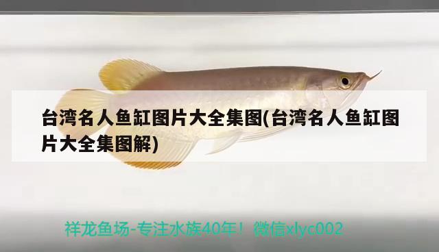 臺灣名人魚缸圖片大全集圖(臺灣名人魚缸圖片大全集圖解) 綠皮皇冠豹魚