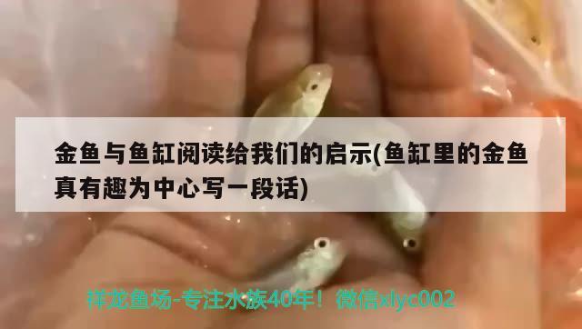 金魚與魚缸閱讀給我們的啟示(魚缸里的金魚真有趣為中心寫一段話)