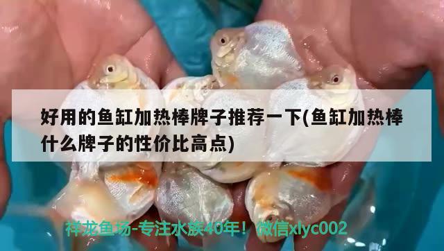 好用的魚缸加熱棒牌子推薦一下(魚缸加熱棒什么牌子的性價(jià)比高點(diǎn)) 紅尾平克魚