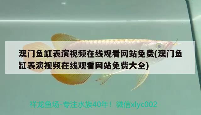 澳門魚缸表演視頻在線觀看網(wǎng)站免費(澳門魚缸表演視頻在線觀看網(wǎng)站免費大全) 馬拉莫寶石魚苗