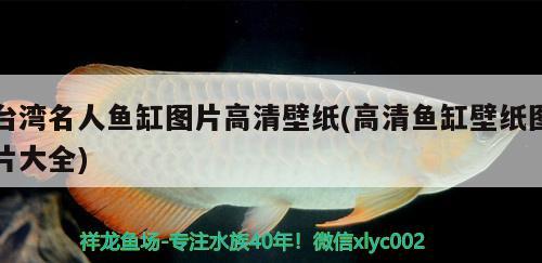 臺灣名人魚缸圖片高清壁紙(高清魚缸壁紙圖片大全) 白子銀版魚苗