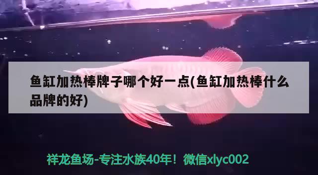 魚缸加熱棒牌子哪個(gè)好一點(diǎn)(魚缸加熱棒什么品牌的好) 觀賞魚