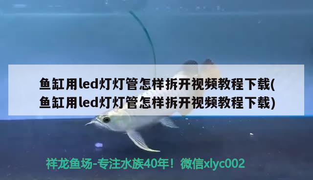 魚缸用led燈燈管怎樣拆開視頻教程下載(魚缸用led燈燈管怎樣拆開視頻教程下載) 孵化器