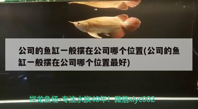 公司的魚(yú)缸一般擺在公司哪個(gè)位置(公司的魚(yú)缸一般擺在公司哪個(gè)位置最好) 粗線(xiàn)銀版魚(yú)苗