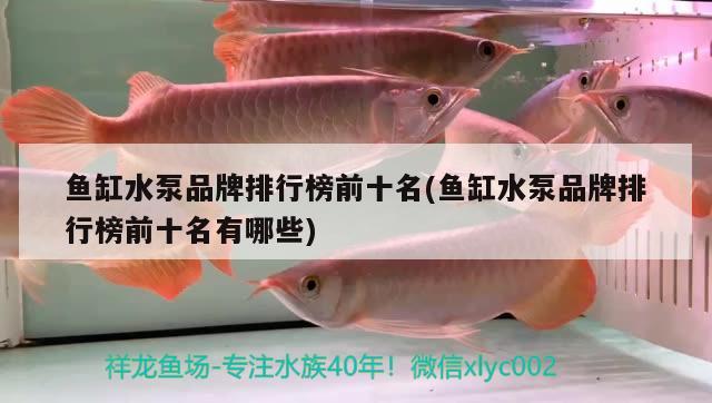 魚缸水泵品牌排行榜前十名(魚缸水泵品牌排行榜前十名有哪些)