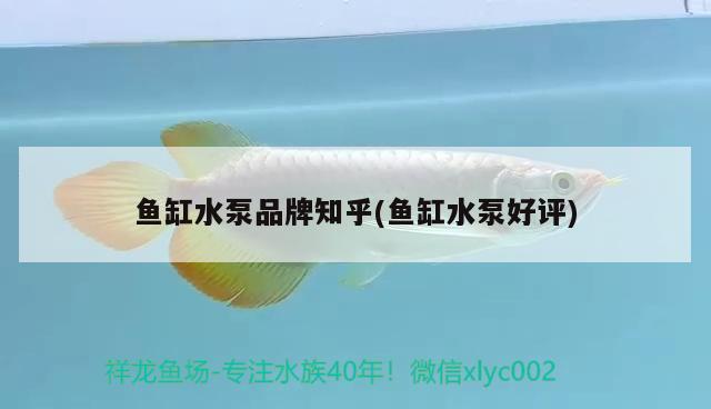 魚缸水泵品牌知乎(魚缸水泵好評)