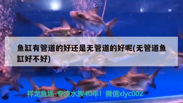 魚缸有管道的好還是無管道的好呢(無管道魚缸好不好) 祥龍魚場其他產(chǎn)品