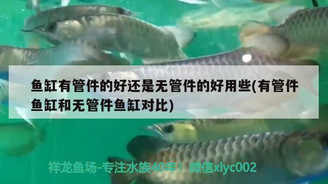 魚缸有管件的好還是無(wú)管件的好用些(有管件魚缸和無(wú)管件魚缸對(duì)比)