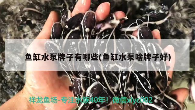 魚缸水泵牌子有哪些(魚缸水泵啥牌子好) 魚缸水泵 第2張