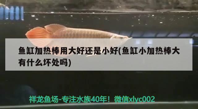 魚缸加熱棒用大好還是小好(魚缸小加熱棒大有什么壞處嗎) 觀賞魚企業(yè)目錄