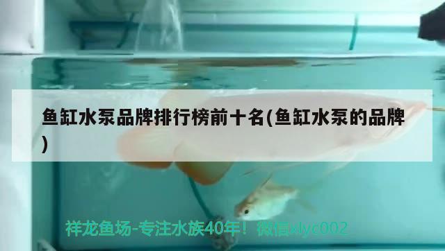 魚缸水泵品牌排行榜前十名(魚缸水泵的品牌) 魚缸水泵