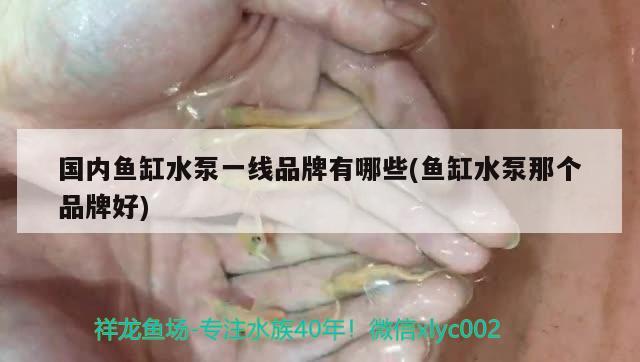 國內魚缸水泵一線品牌有哪些(魚缸水泵那個品牌好)