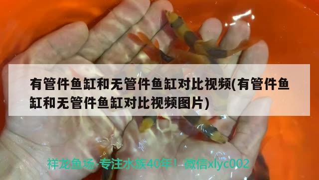 有管件魚缸和無(wú)管件魚缸對(duì)比視頻(有管件魚缸和無(wú)管件魚缸對(duì)比視頻圖片) 虎魚魚苗