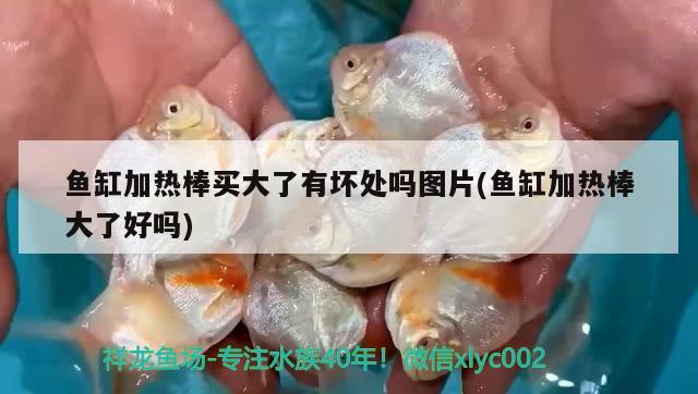 魚(yú)缸加熱棒買(mǎi)大了有壞處嗎圖片(魚(yú)缸加熱棒大了好嗎)