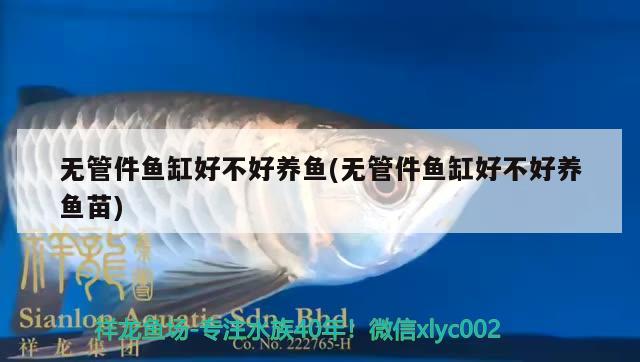 無管件魚缸好不好養(yǎng)魚(無管件魚缸好不好養(yǎng)魚苗) 銀龍魚苗