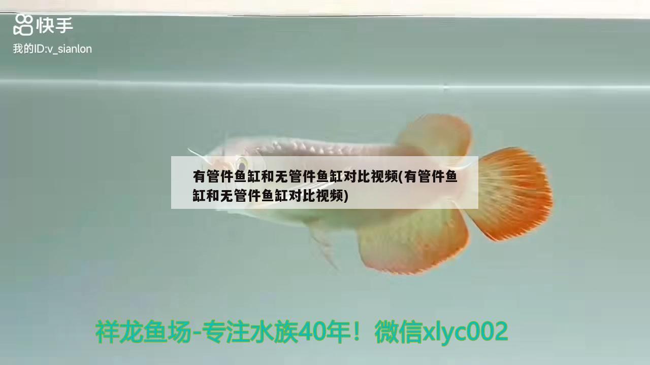 有管件魚缸和無管件魚缸對比視頻(有管件魚缸和無管件魚缸對比視頻) 元寶鯽