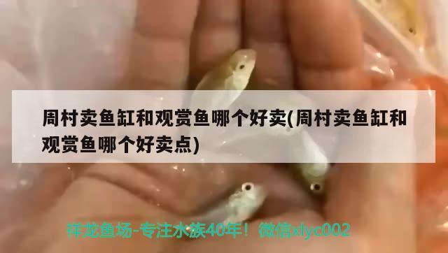 周村賣魚缸和觀賞魚哪個好賣(周村賣魚缸和觀賞魚哪個好賣點(diǎn))