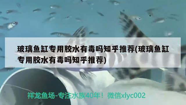 玻璃魚缸專用膠水有毒嗎知乎推薦(玻璃魚缸專用膠水有毒嗎知乎推薦) 大嘴鯨魚