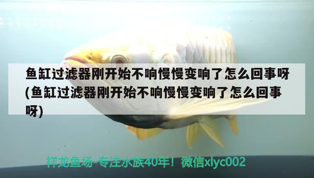 魚缸過濾器剛開始不響慢慢變響了怎么回事呀(魚缸過濾器剛開始不響慢慢變響了怎么回事呀)